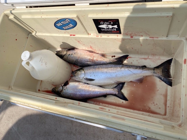 salmon